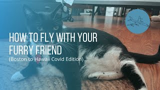 Flying during COVID with a (sheltered) CAT from Boston to Hawaii