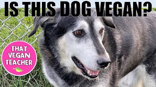 Thoughts & Songs: Bet you can't tell which dog is vegan!