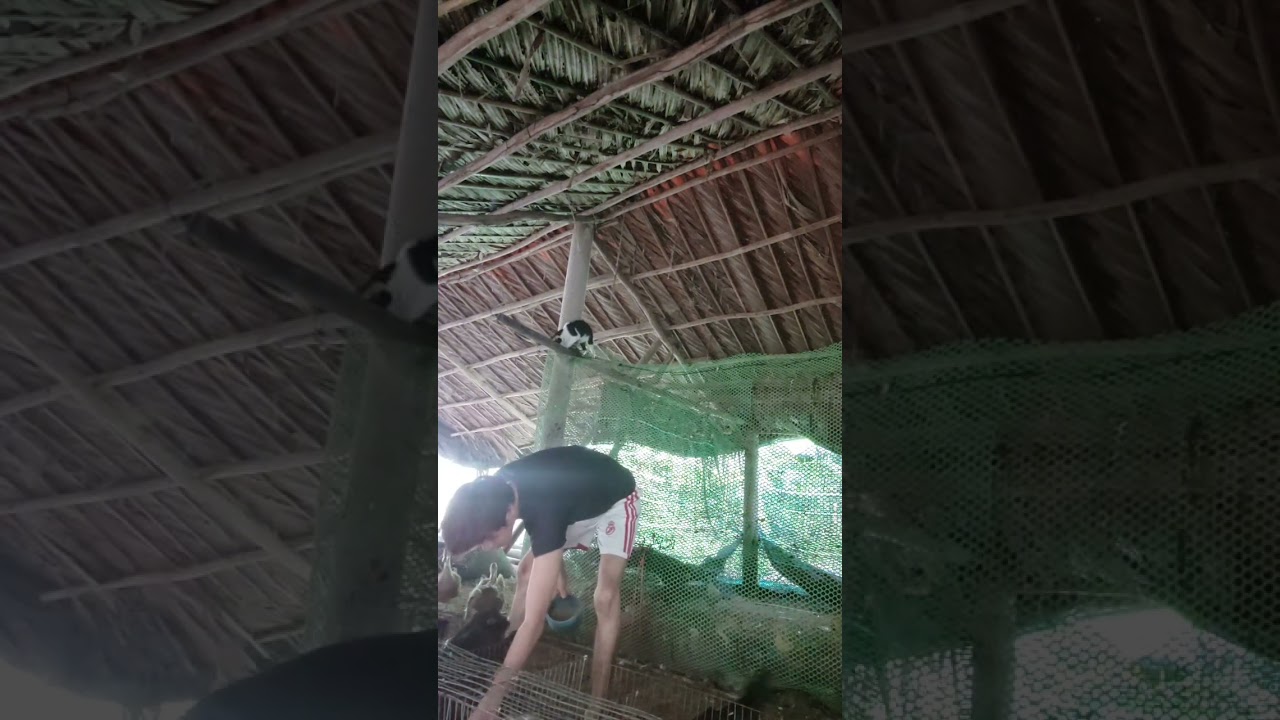 Công việc buổi sáng cho gà vịt ăn 