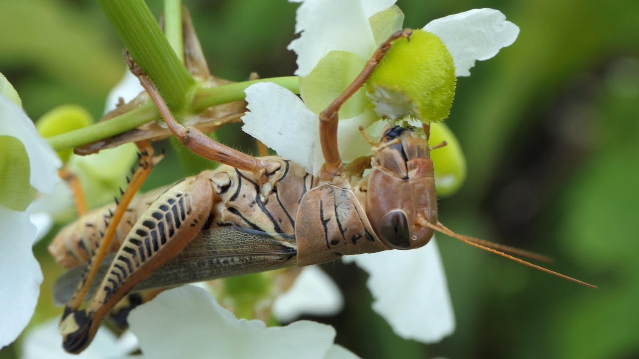 Differential Grasshopper eats Arrowhead fruiting head