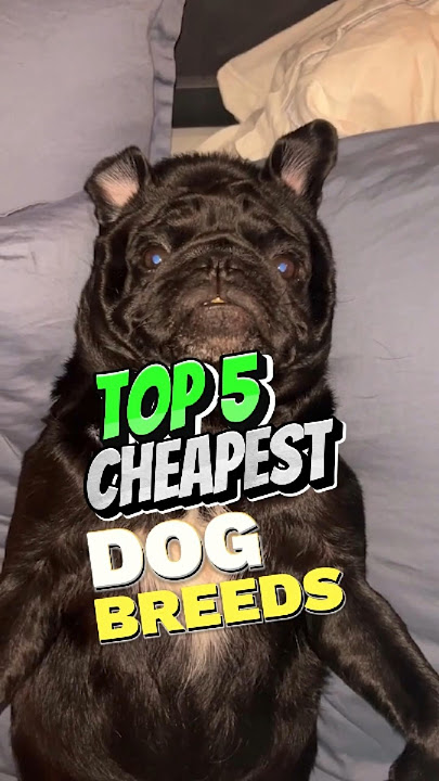 Top 5 Cheapest Dog Breeds 🐶 | Number 1 Costs Less Than a Dinner! #CheapestDogs #DogBreeds