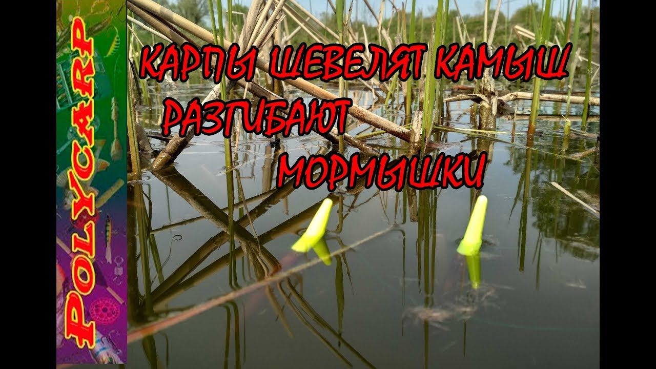 КАРП НА ПОПЛАВОК РЫБАЛКА В КАМЫШАХ