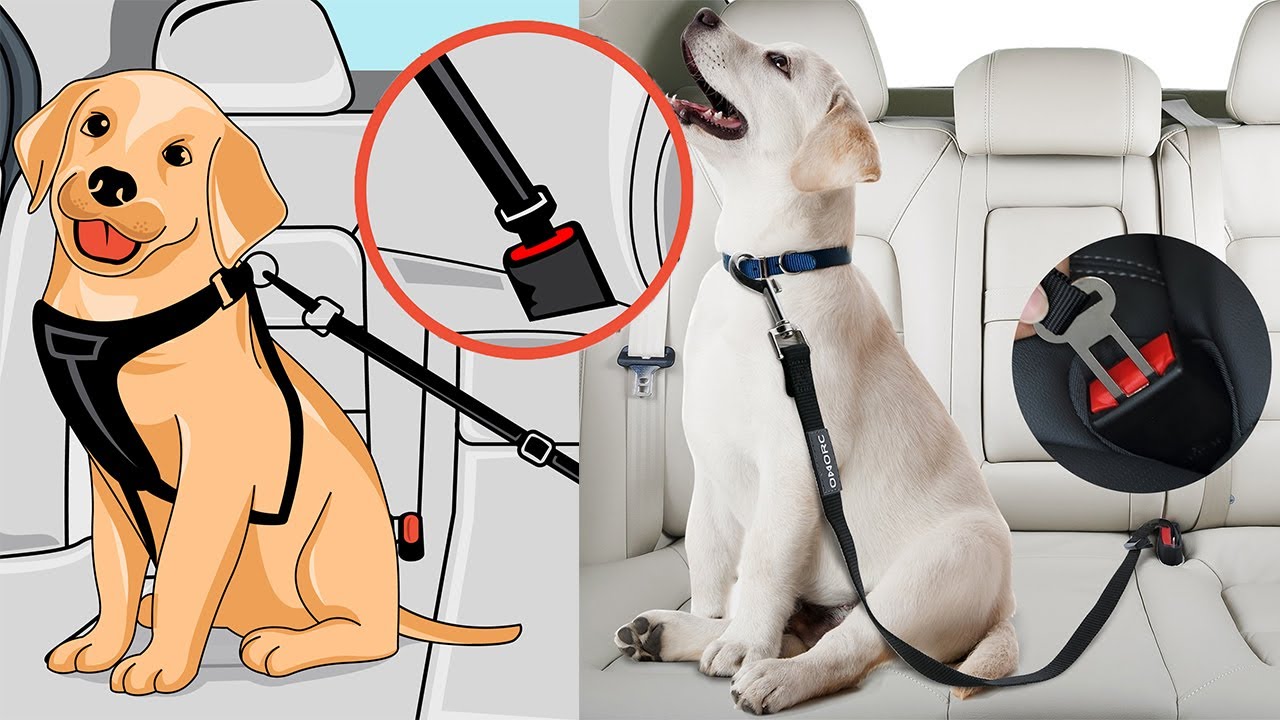 pawsafe dog seat belt