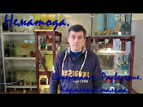 Видео: Информация за нематоди с коренов възел на моркови: Как да контролираме нематодите с коренов възел в морковите