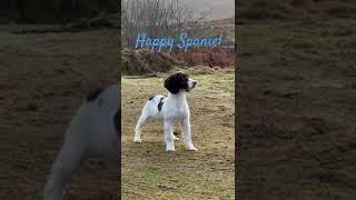Happy Springer Spaniel Puppy ready to go training! #gundogtraining #gundog #dogtraining