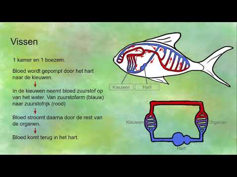Video: Welke Dieren Hebben Een Open Bloedsomloop?