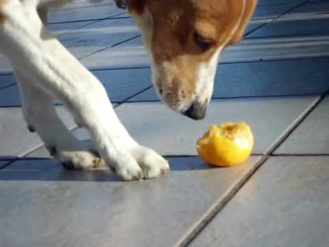 Video: I cani mangiano i mandarini?