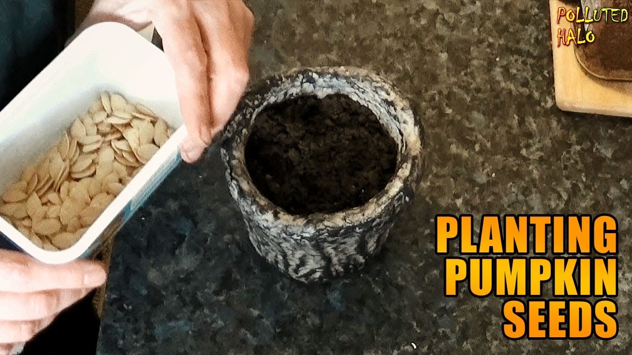 Planting Pumpkin Seeds YouTube