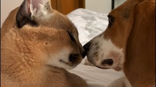 Roo the Caracal is best friends with a beagle puppy