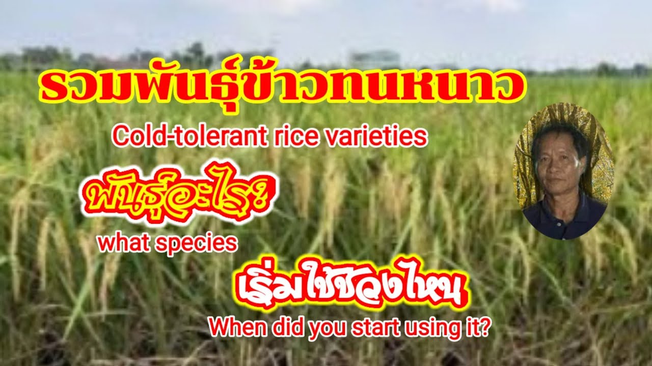 รวมพันธุ์ข้าวทนหนาว Cold-tolerant rice varieties