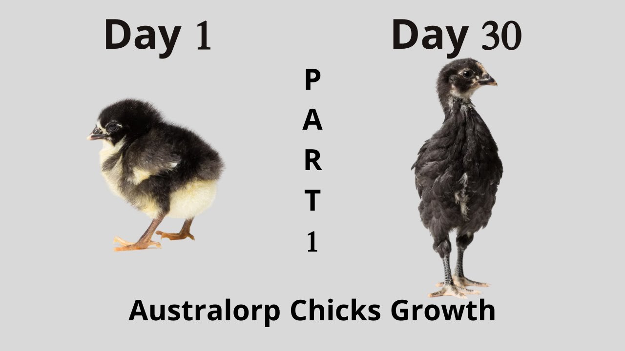 Australorp Chicks Growth Part 1 Day 1 To 30 YouTube Australorp Chicks Growth Part 1 Day 1 To 30 YouTube
