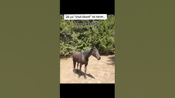 Helping the Shut Down Horse Trust & Try #alternativehorsemanship