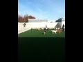 Sacramento Dog Resort Kennel Dog Daycare and Training November 25 2009 The Local Bark.mov Sacramento Dog Resort Kennel Dog Daycare and Training November 25 2009 The Local Bark.mov
