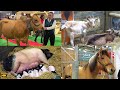 Salon de lagriculture 2022  paris international agricultural show