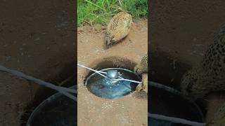 Best Quail Trap Make From Deep Hole