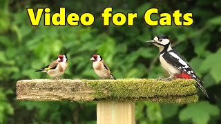 Cat TV ~ Beautiful Birds for Cats to Watch ⭐ 8 Hours ⭐