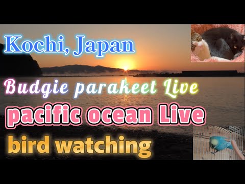 【高知】夜は極大流れ星☆彡オリオン座流星群 太平洋ライブカメラ＆猫＆インコ🐦波の音🌊 野鳥観察 kochi japan【土佐】