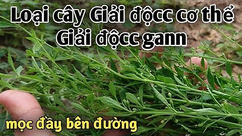 Loại cây giúp Thanh lọc cơ thể, trị nóng gann. PHAN HẢI Channel
