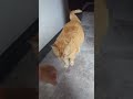 Mango Was Being a Bad Girl?