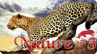 Nature #3 Леопард Животные Природа Красивое видео Animal videos Nature #3 Леопард Животные Природа Красивое видео Animal videos
