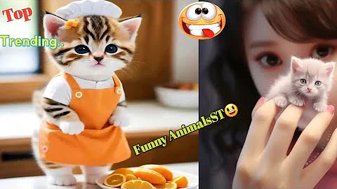 Video 4159121: funny funniest animal pets, animals funniest cats dogs