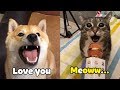 「Engsub」OMG! Cats 😻 And Dogs 🐶Can Speak English! - Funny Animals