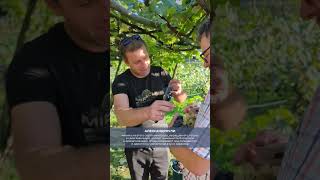 Хванчкара — небольшое село в Грузии.