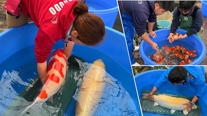 How to Choose the Best KOI FISH for Your Budget | Guide for Koi Lovers