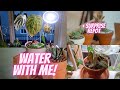Water with me (+ repotting my velvet leaf alocasia)