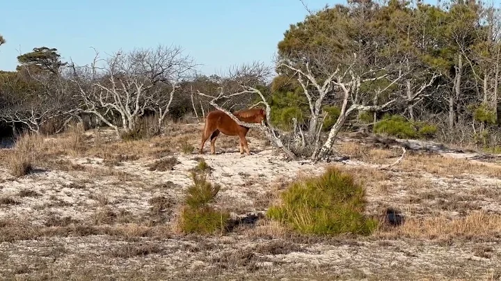 Assateague Island Wild Horse Scratching on Tree