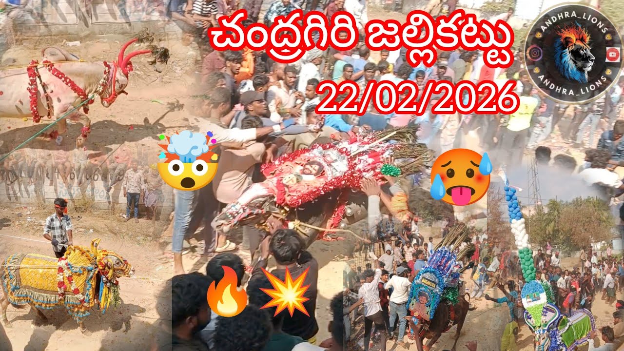22/02/2026 చంద్రగిరి జల్లికట్టు 💥❤️‍🔥 chandragiri jallikattu 🤯🥵 #jallikattuvideos #andhralions 
