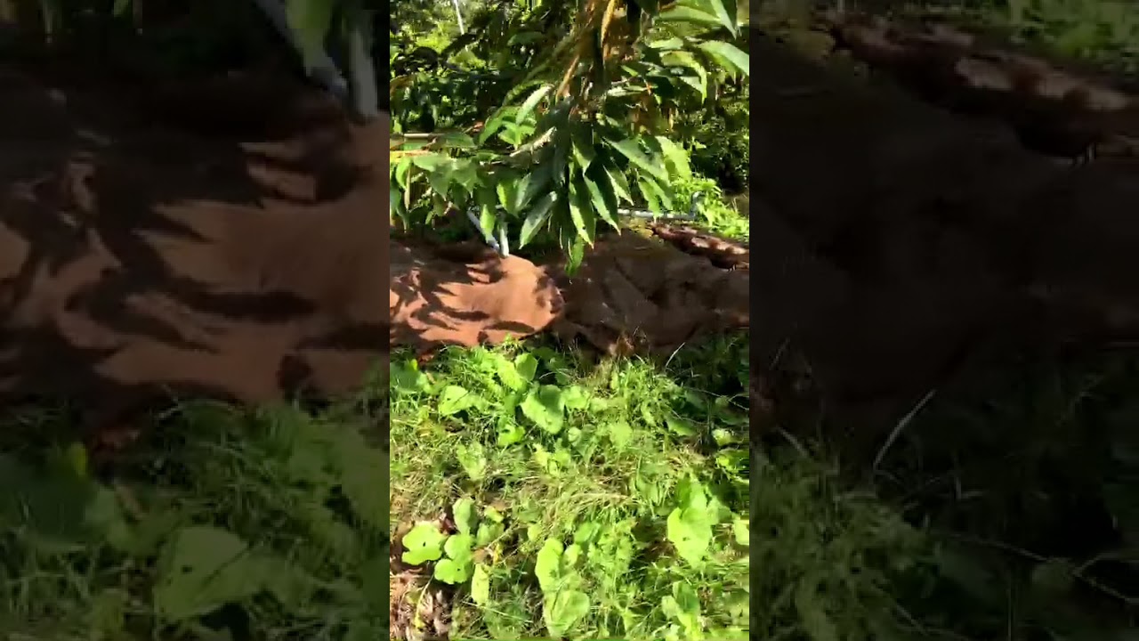 Bao bố cũ – Giải pháp phủ gốc cây, giữ ẩm đất, thân thiện môi trường 