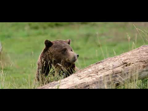 Yellowstone National Park