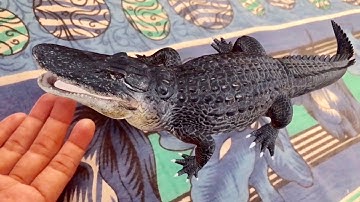 Crocodile AR || Google 3D Animals
