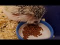 Hedgehog Eating Food | Redgie The Hedgie