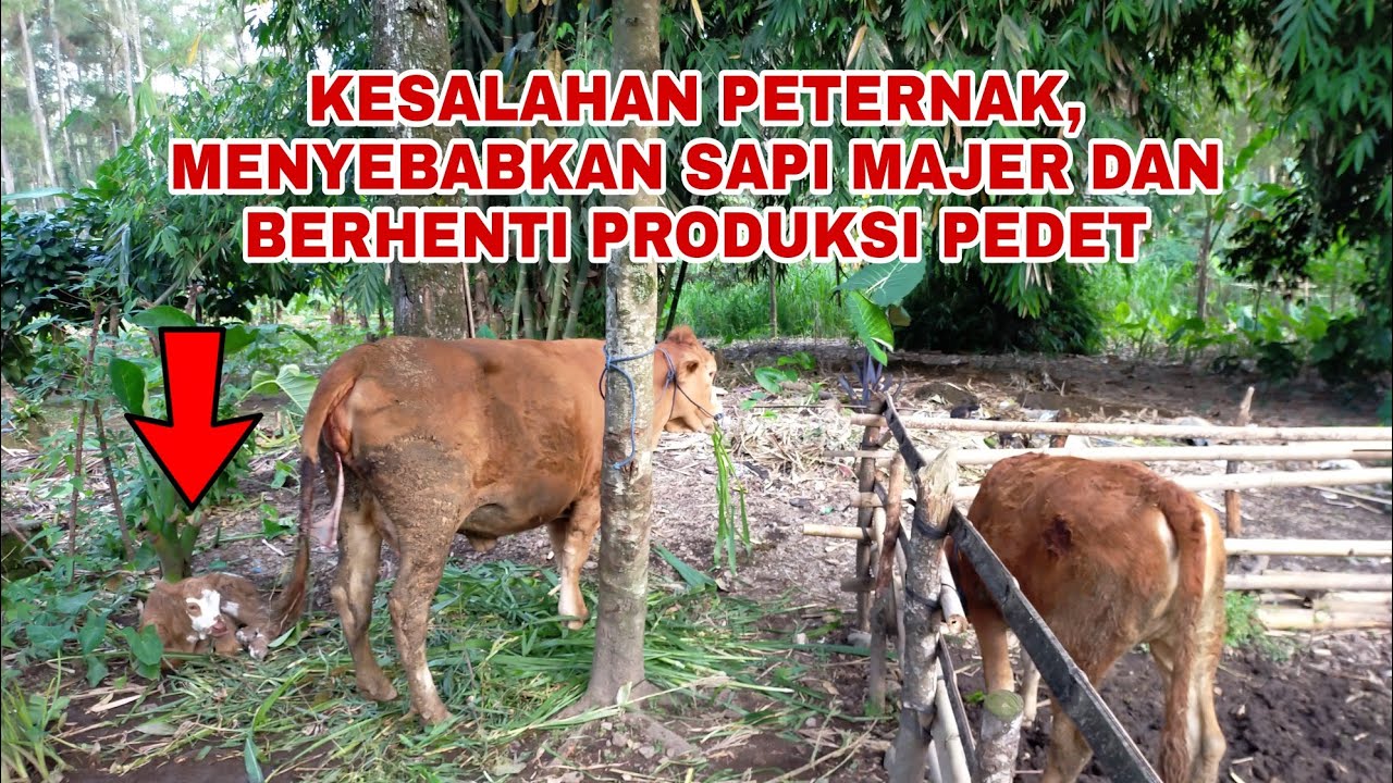 KESALAHAN PETERNAK YANG MEMBUAT SAPI MAJER DAN PRODUKSI PEDET TERLAMBAT