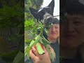 Crispy Sweet Apples from Zhaotong Yunnan: Exclusive Farming Delight