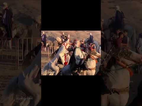 علفة بوڤدرة من مهرجان الخيل الهناشرية ولاية الشلف 2025 08 16