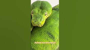 green snake #snake #reptiles #animals #funny #pettransformations #petvideos #animalkingdom #usa #god