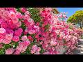 Let Your Worries Melt Away A Soothing Rose Garden For Deep Relaxation mp3