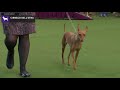 Cirnechi dellEtna | Breed Judging 2020