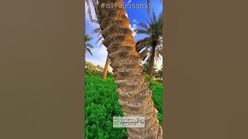 ﴿ وَلَا تُخْزِنِي يَوْمَ يُبْعَثُونَ﴾ تلاوة شجية ومؤثرة ما تيسر من سورة الشعراء | الشيخ ثامر الزير