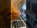 Cat relaxation music #calmmusicforcats #catrelaxation #catentertainment #cute