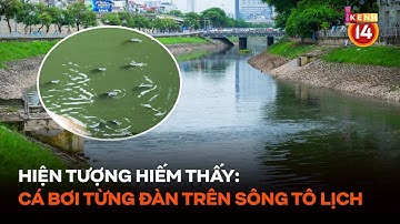 Hiện tượng hiếm thấy: Cá bơi tung tăng từng đàn trên sông Tô Lịch