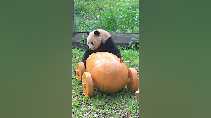 Panda Gets a New Toy and Absolutely Loses It! #Shorts #ViralVideo #panda