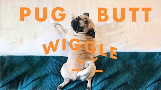 Pug Butt Wiggle