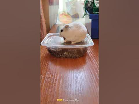Реакція Хом'ячка 🐹 Стеши на красного черв'яка.#хомяк #хомячок #реакція ...