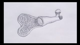 10th class biology practical 13 1 bone structure drawing AH Easy drawings