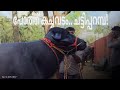 🐃പോത്ത് കച്ചവടം💸Chattipparamba Chanda | pothu chantha malappuram|Chattipparamba Market|Cattle market