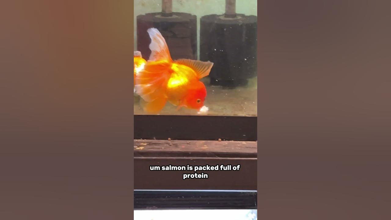 feeding-sushi-to-my-pet-fish-youtube